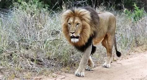 Présence  prétendu  d’un lion blessé en liberté à Klobatémé : Ie gouvernement appelle au calme et invite à s’en tenir aux canaux officiels d’information
